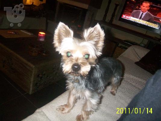 PoulaTo: ΕΠΙΒΑΣΗ-ΖΕΥΓΑΡΩΜΑ ΑΠΟ ΑΡΣΕΝΙΚΟ YORKSHIRE TERRIER